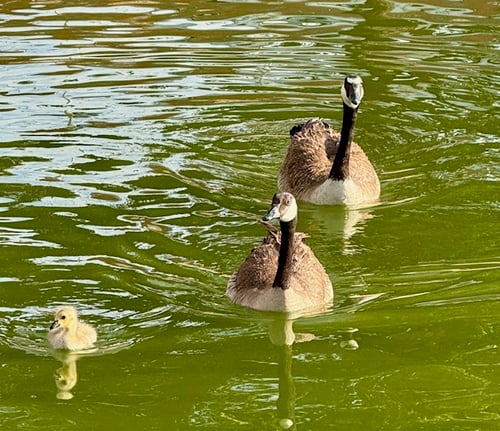Geese and 1 gosling May 2025